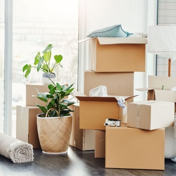 A group of cardboard moving boxes, a potted plant, and a rolled up area rug.